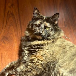 Meet your Posher, Marie